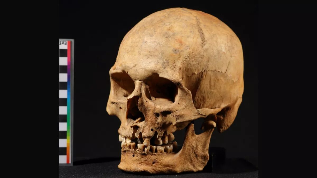 Ancient Skull