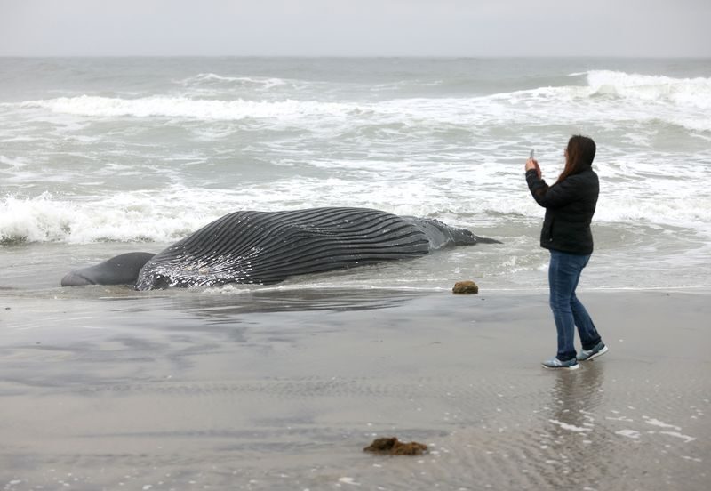 Lori Goldsmid, of Brigantine, takes pictures of an approximately 20-foot long humpback that washed ashore in the North end Brigantine Friday, Jan. 13, 2022.