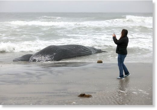 Click to enlarge Lori Goldsmid, of Brigantine, takes pictures of an approximately 20-foot long humpback that washed ashore in the North end Brigantine Friday, Jan. 13, 2022.