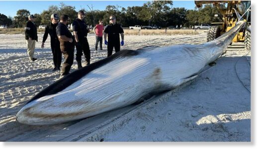 Click to enlarge A 'Very rare' whale found dead, stranded near Mississippi Gulf Coast