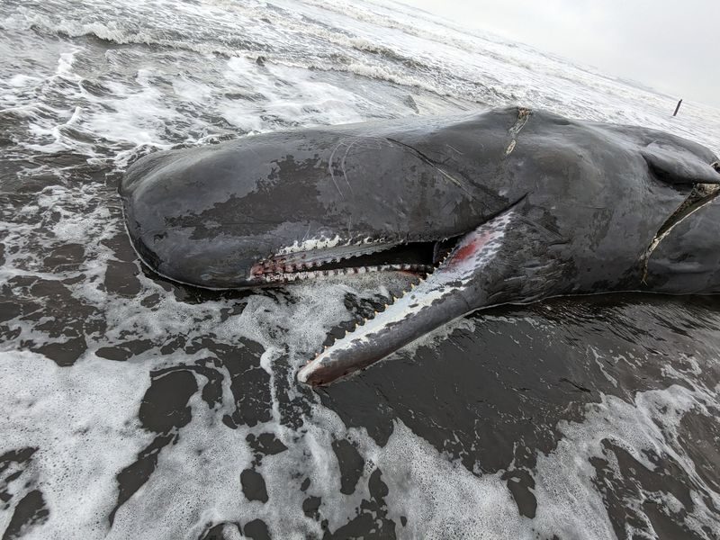 A sperm whale beached on the Oregon coast