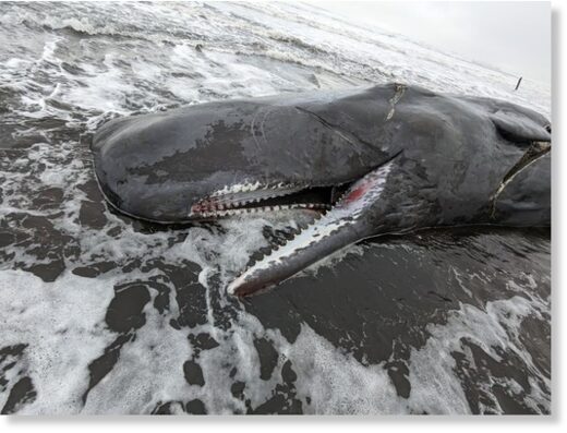 Click to enlarge A sperm whale beached on the Oregon coast