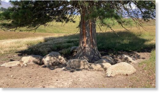 About a dozen sheep were killed when lightning struck a tree on a Naseby farm.