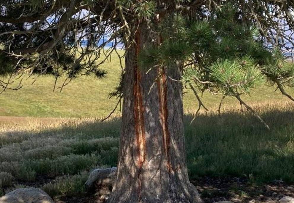 Click to enlarge Marks on a tree where a dozen sheltering sheep were killed on January 6, 2023.