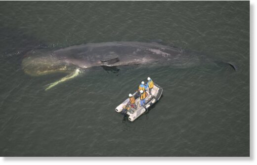 A whale spotted near the mouth of the Yodo River