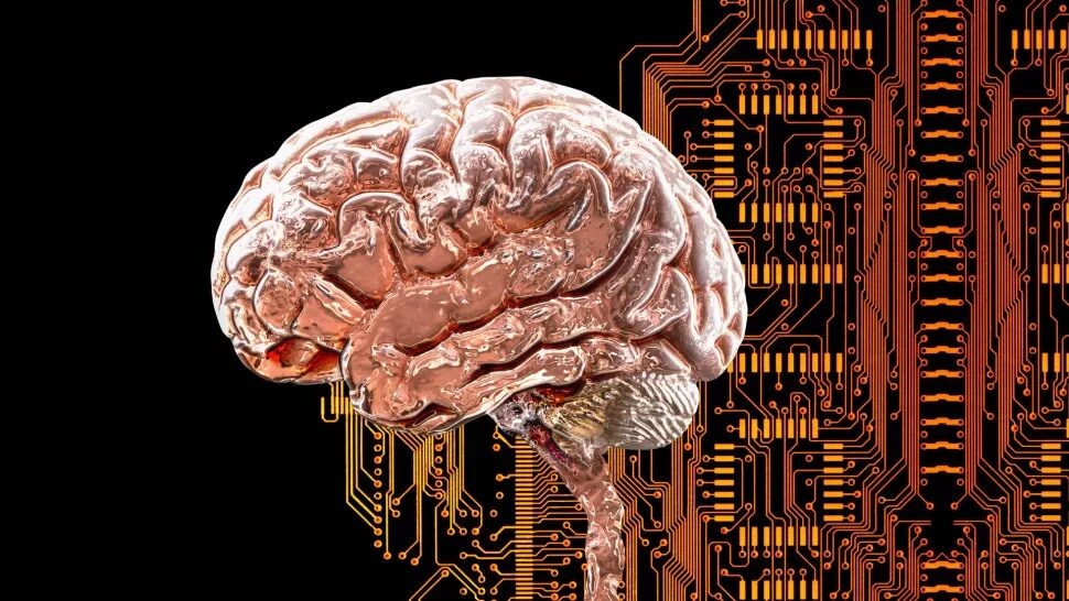 brain network