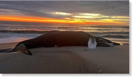 dead humpback whale beached on assateague island