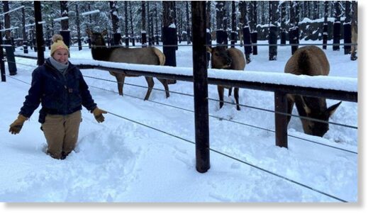 Click to enlarge Bearizona keepers report that the park has received more than 28 inches of snow at the wildlife park!