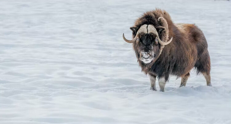 Click to enlarge Musk ox