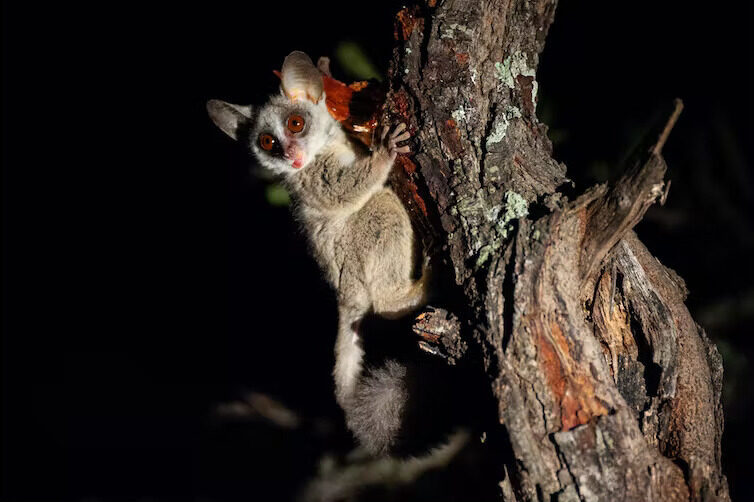 Click to enlarge Lesser bushbaby