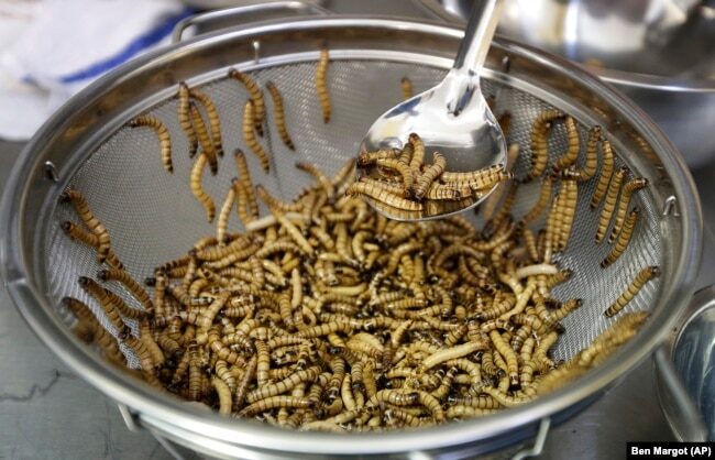 mealworms