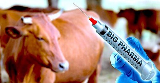 vaccine animal