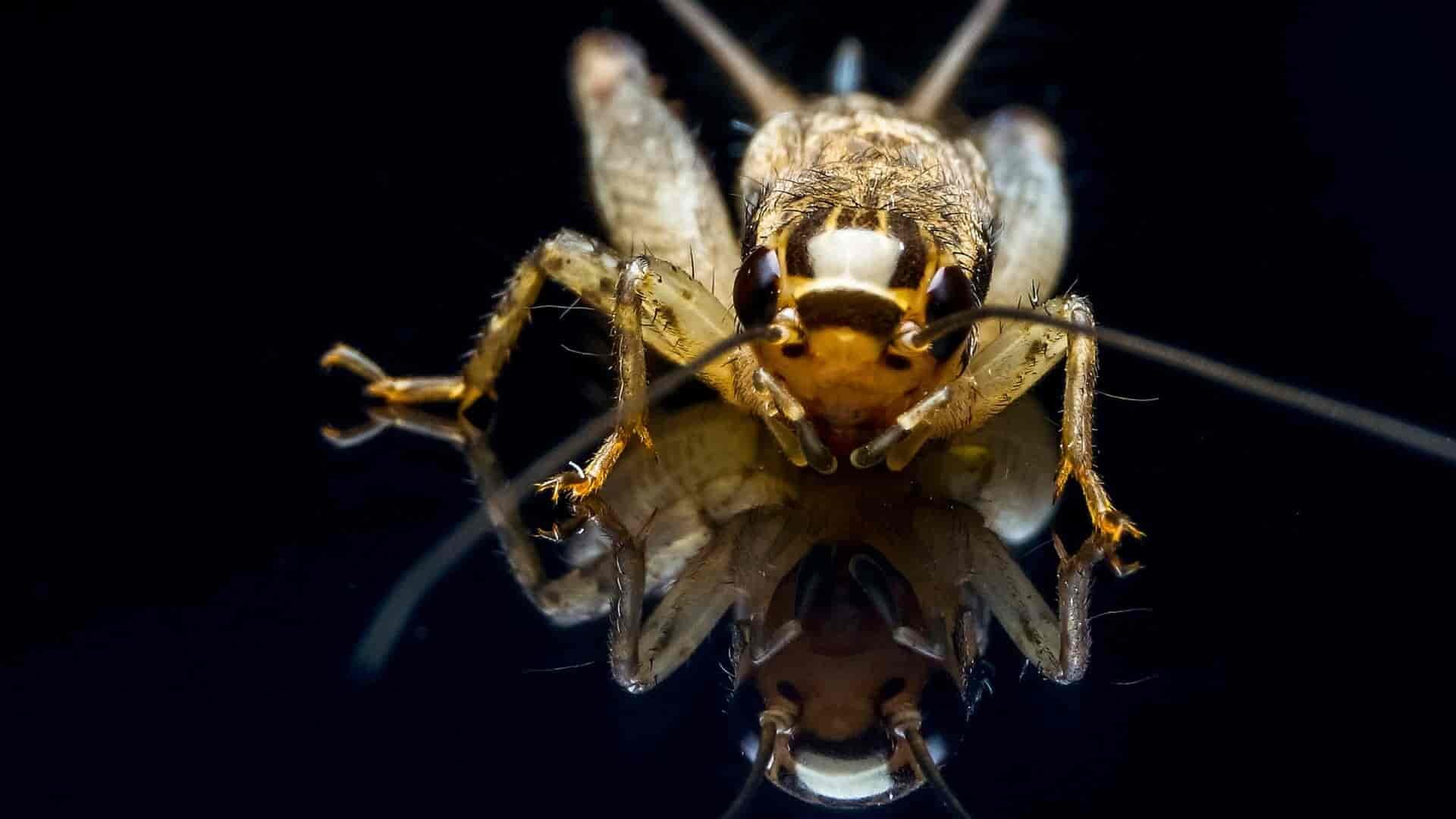 House cricket