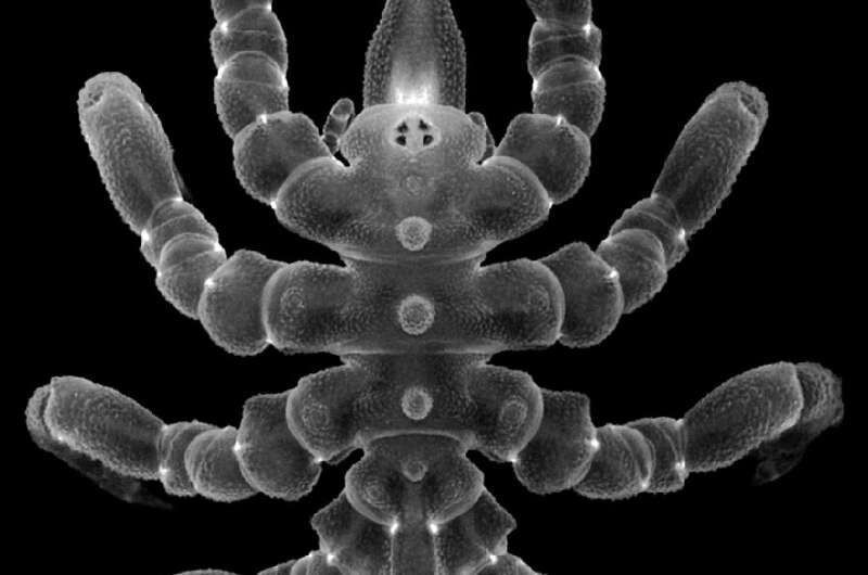 sea spider