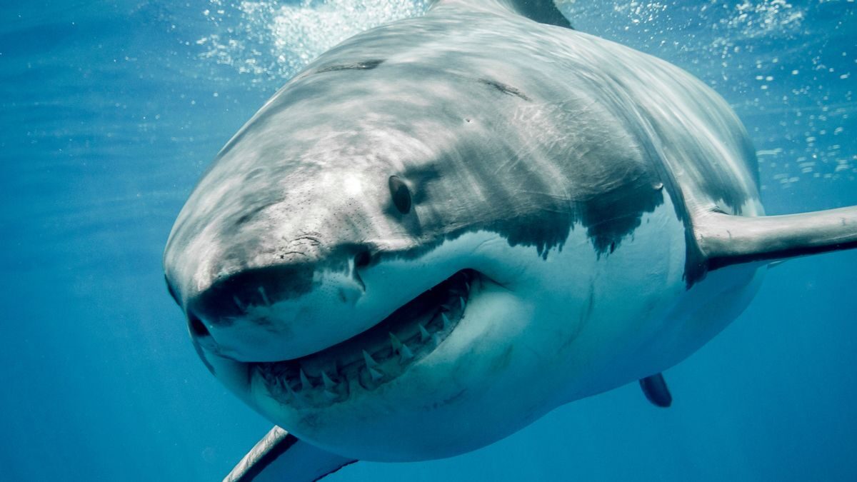 Click to enlarge Manuel Lopez was diving in Tobari Bay, Mexico, when the great white attacked