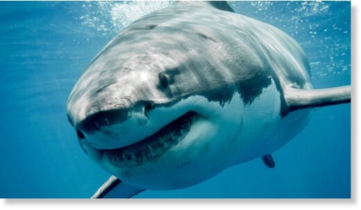 Manuel Lopez was diving in Tobari Bay, Mexico, when the great white attacked
