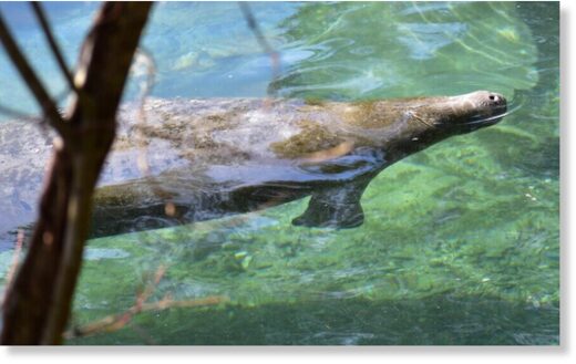 Click to enlarge A manatee comes up for air in Three Sister Springs in Crystal River, Fla. on Friday, Jan. 20, 2023.