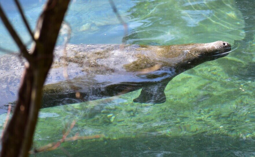 A manatee comes up for air in Three Sister Springs in Crystal River, Fla. on Friday, Jan. 20, 2023.
