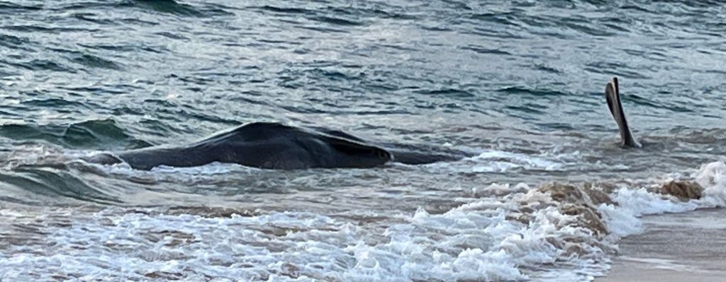 Click to enlarge This photo of the beached whale at Lydgate Beach on the east side of Kaua‘i was posted publicly on Facebook at 7:33 a.m. Saturday by Dennis Esaki.
