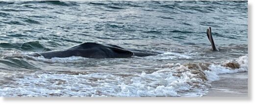 This photo of the beached whale at Lydgate Beach on the east side of Kaua‘i was posted publicly on Facebook at 7:33 a.m. Saturday by Dennis Esaki.