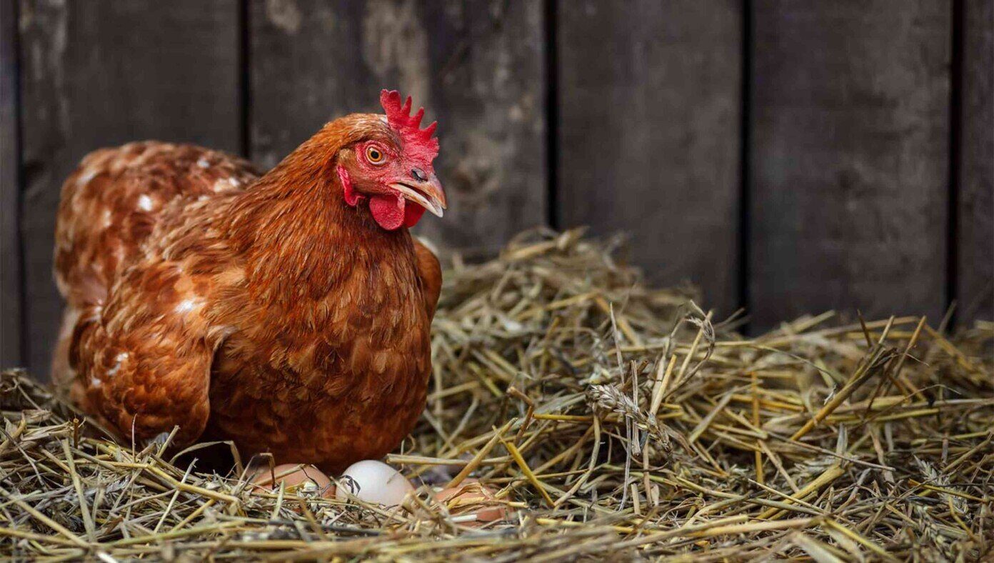 chicken net worth satire