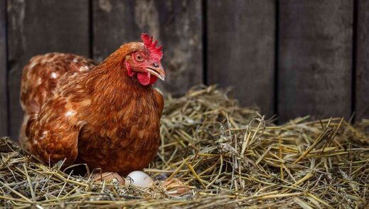 chicken net worth satire