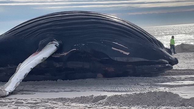male humpback whale has washed ashore Lido Beach