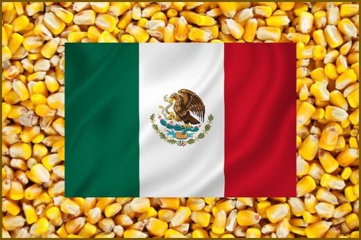 Corn/flag