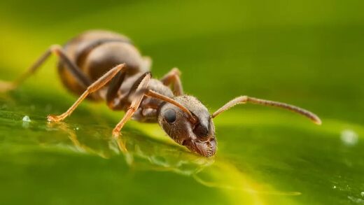 ant on leaf