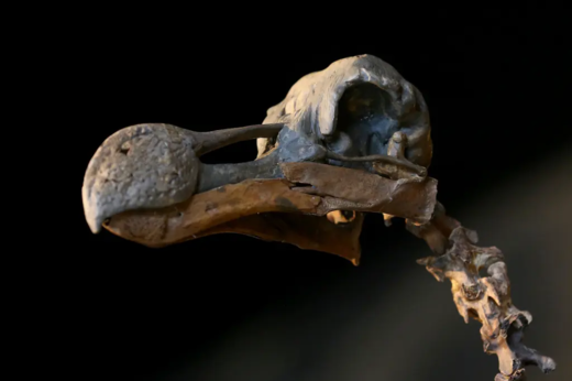 dodo bird skeleton