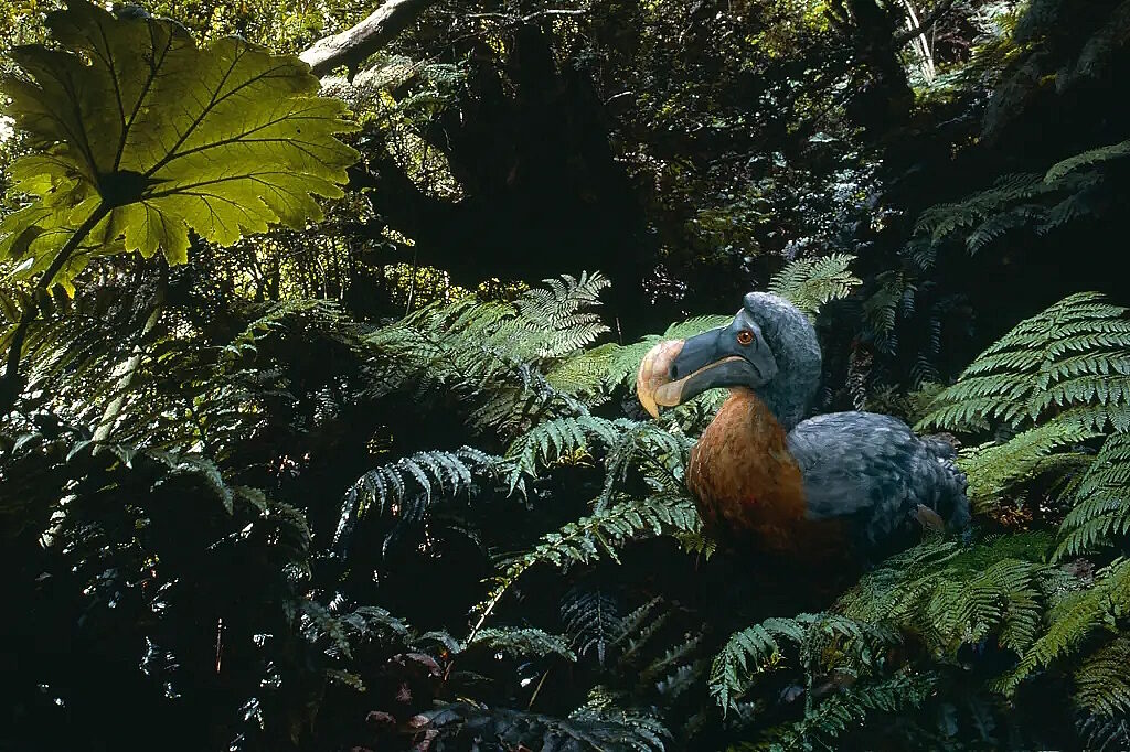 dodo bird museum diorama