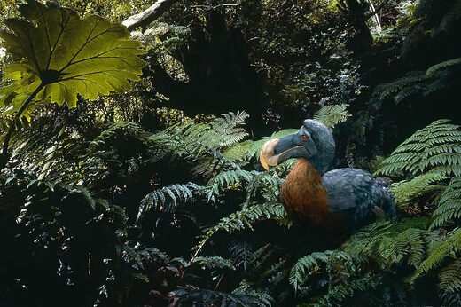 Click to enlarge dodo bird museum diorama