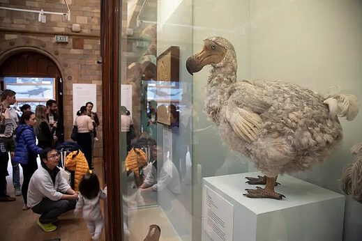 Click to enlarge dodo bird museum