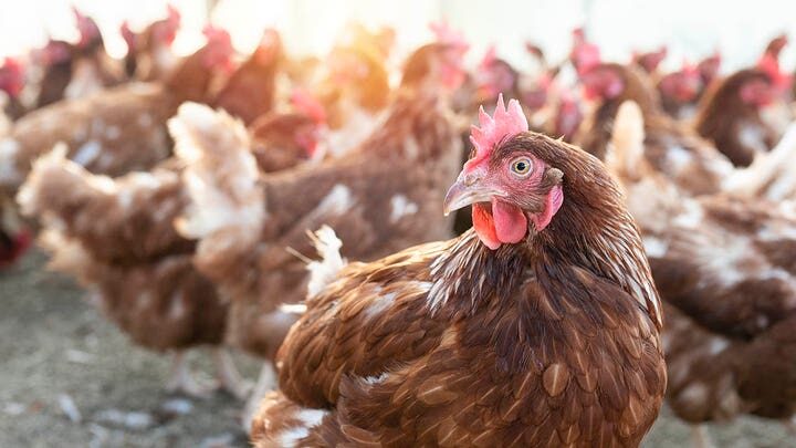 Click to enlarge chickens
