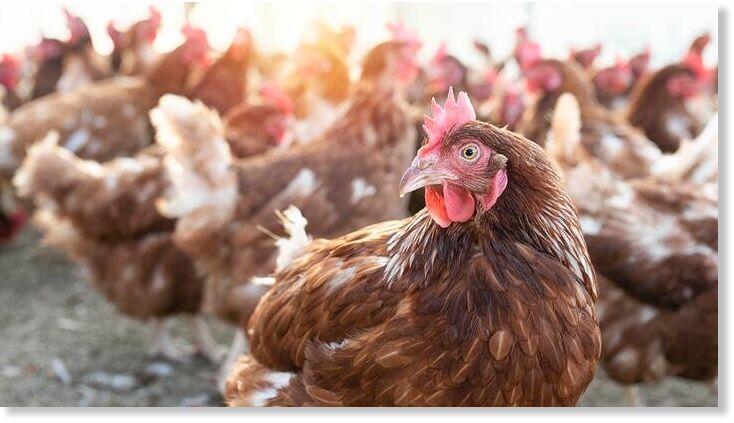 chickens