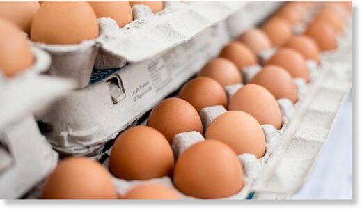 eggs