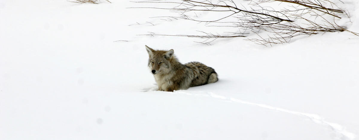 Coyote in the snow