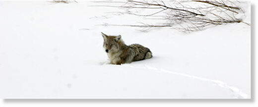 Coyote in the snow