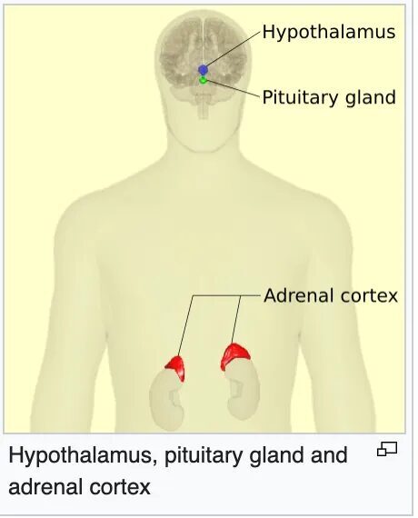 Click to enlarge hypothalamus