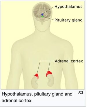 hypothalamus
