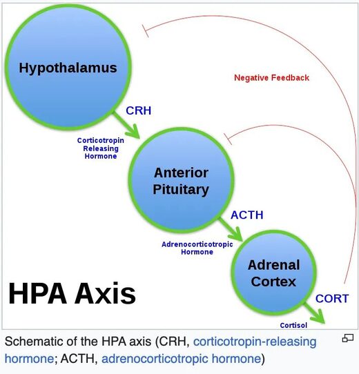 Click to enlarge hpa axis