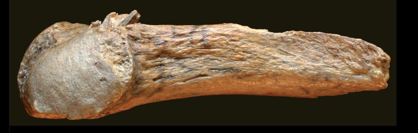 The Manis site mastodon rib