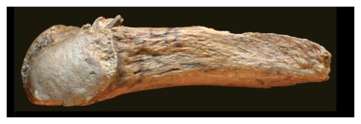 Click to enlarge The Manis site mastodon rib