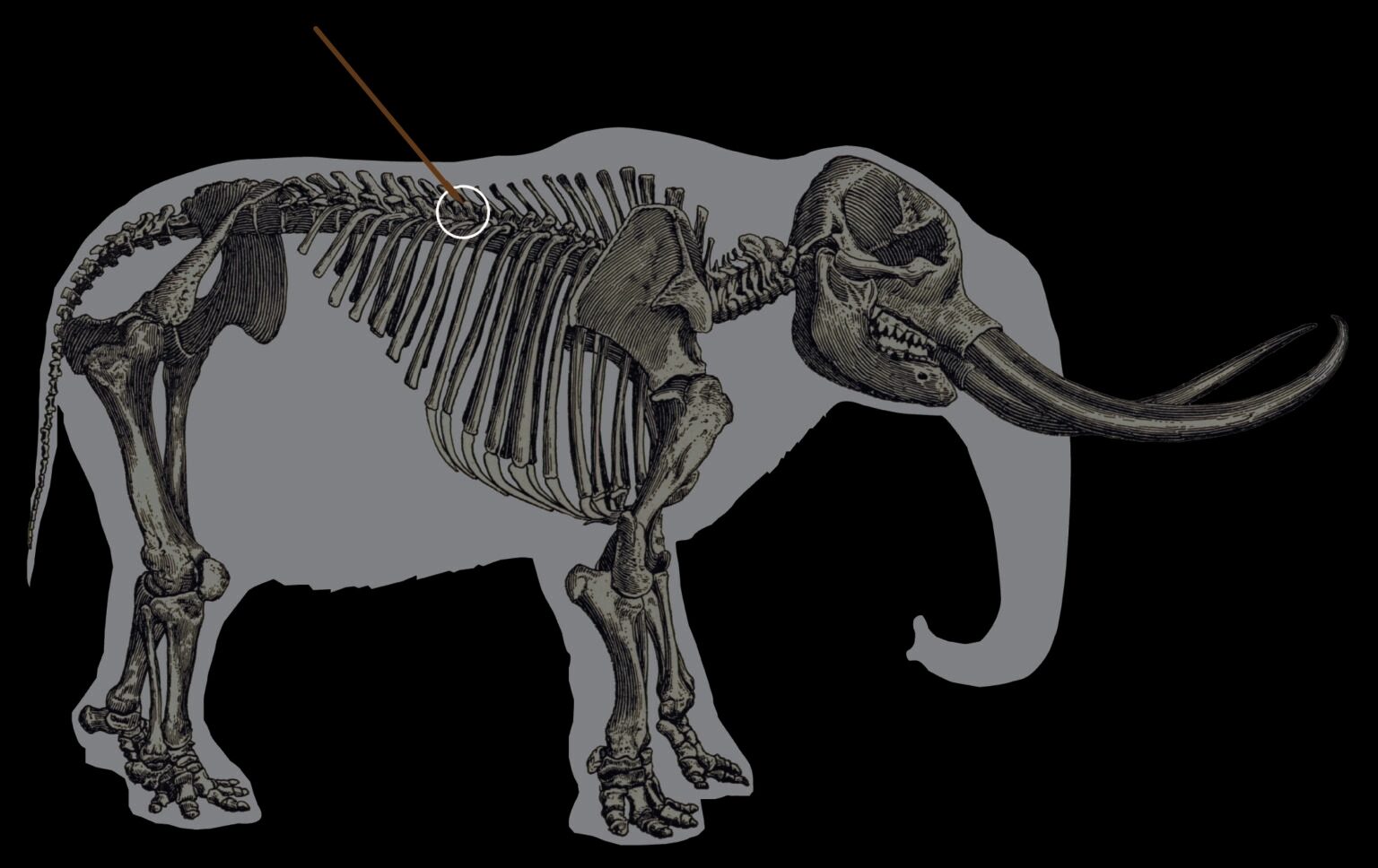 A mastodon