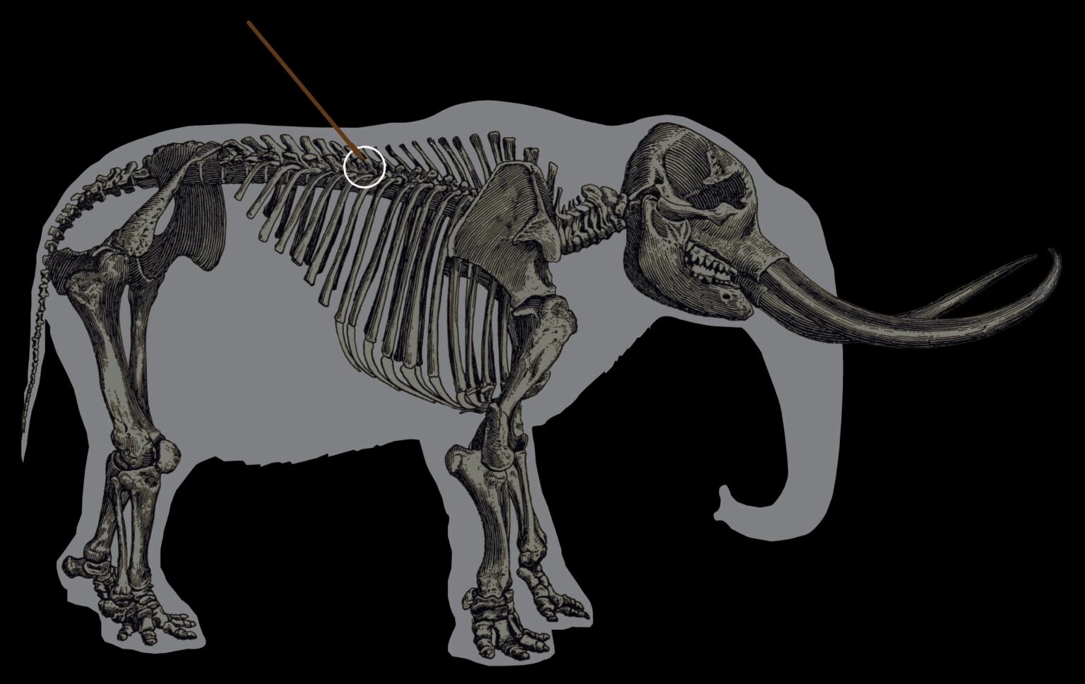 Click to enlarge A mastodon