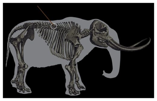 Click to enlarge A mastodon