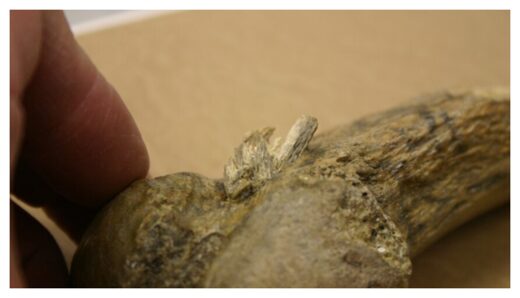 Click to enlarge Close up of Spear Point