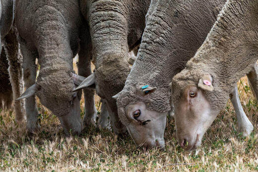 Sheep