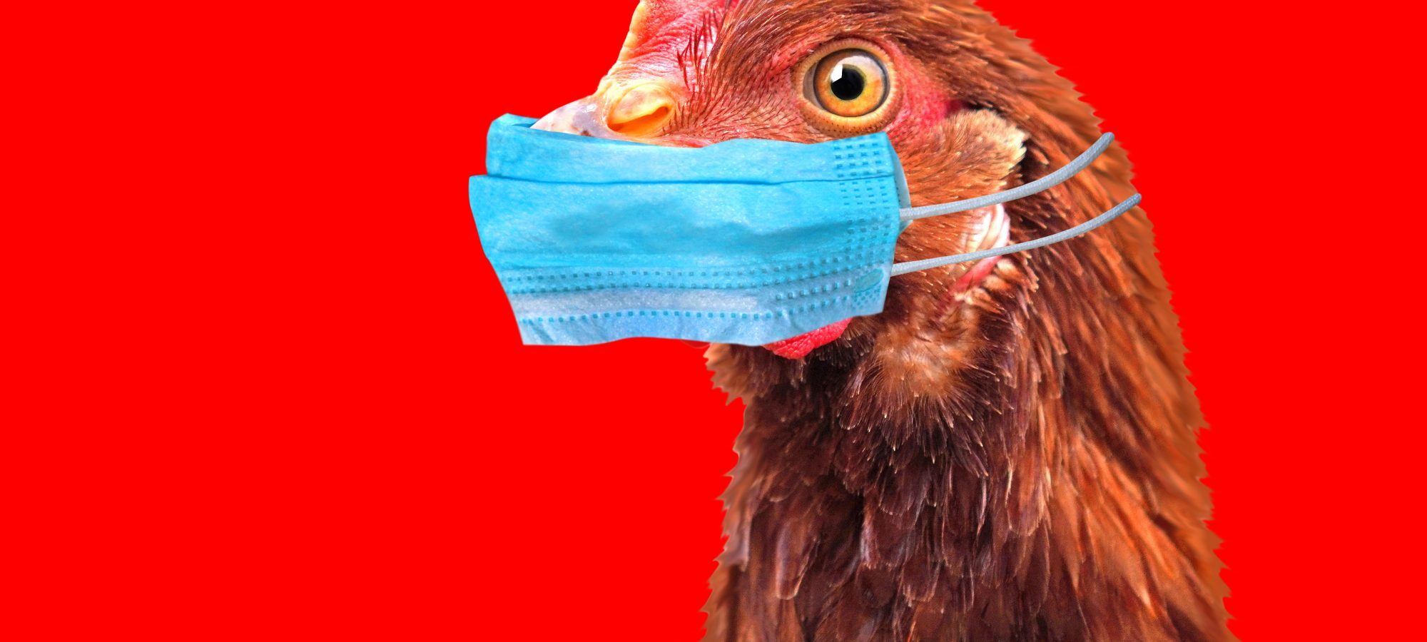 Bird Flu