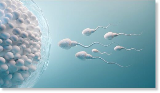 sperm meets egg